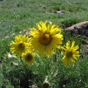 Alpine-Sunflower.jpg