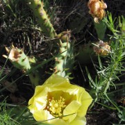 Prickly-Pear-Cactus.jpg