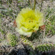 IMG 4018