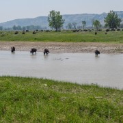 IMG 4231
