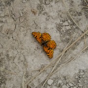 IMG 4339