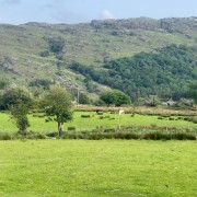 IMG 4590