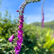 IMG 4799