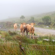 IMG 4868