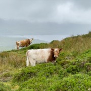 IMG 4979