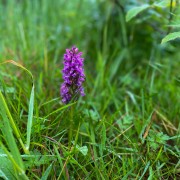 IMG 5091