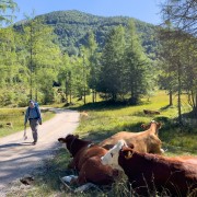 IMG 6984