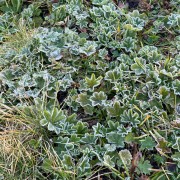 IMG 7562